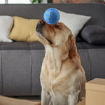 Electric Jumping Dog Ball