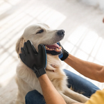 Upgrade Pet Grooming Gloves –Shedding & Hair Remover