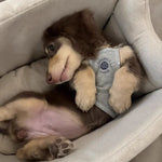 Portable Car Seat Bed for Small Dogs & Cats